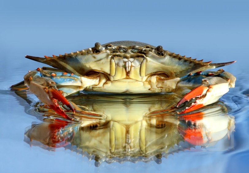 Crab