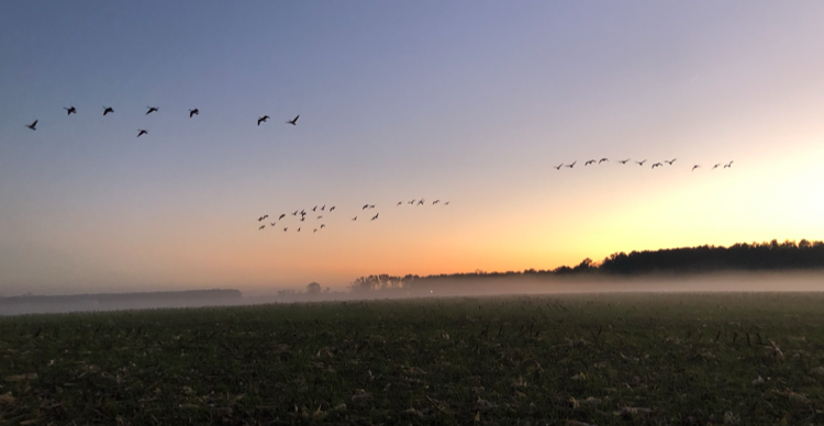 Cornfield